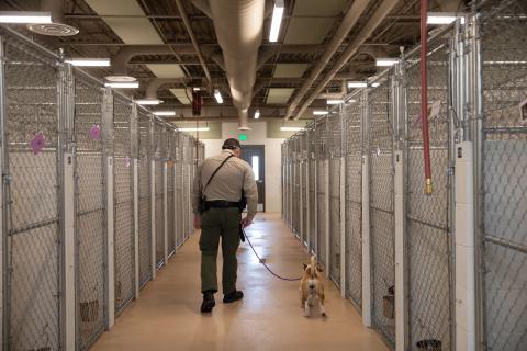 Shelter officer walking dog out of shelter with rows of empty kennels